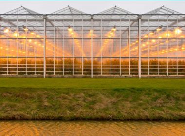 best-greenhouse-grow-lights-for-all-year-gardening