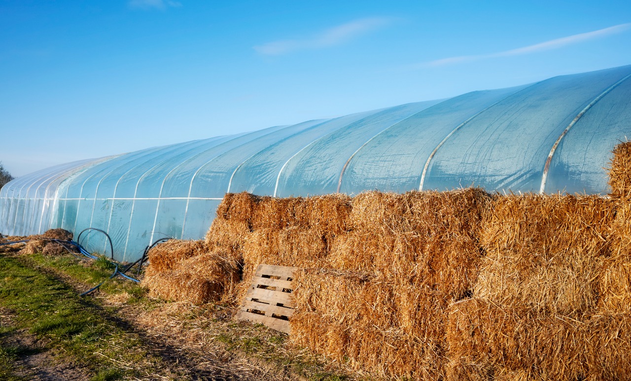 8 Best Plastic Greenhouses Greenhouse Adviser