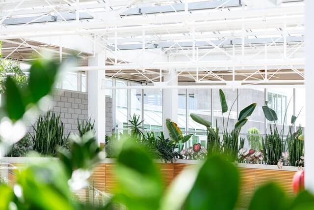 can-plants-freeze-in-a-greenhouse