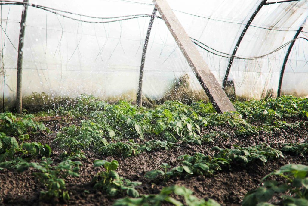 can-plastic-greenhouses-protect-from-frost