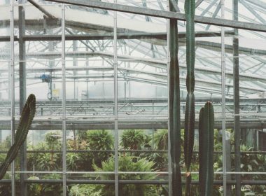 do-greenhouses-block-uv-light