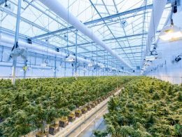 do-greenhouses-need-ventilation