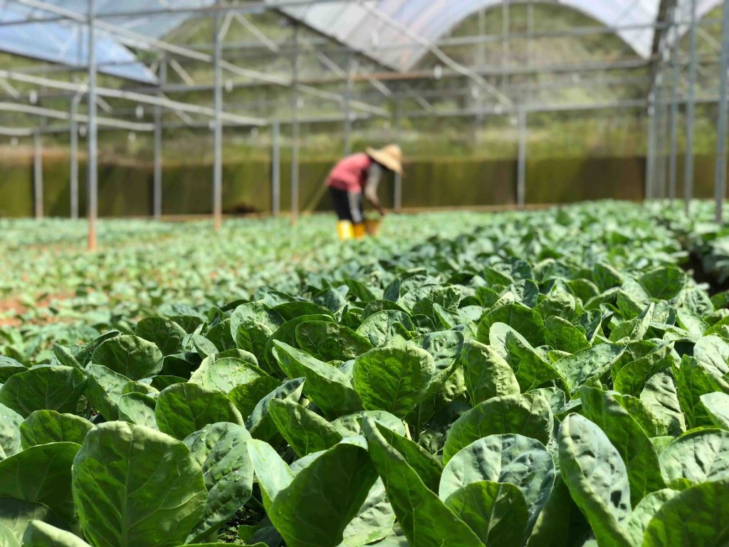 do-plants-in-a-greenhouse-need-uv-light