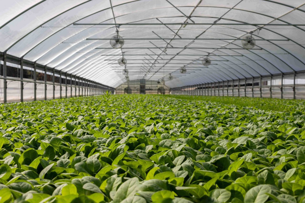 How to Keep Your Greenhouse From Getting Too Hot Greenhouse Adviser