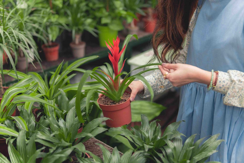 how-to-protect-plants-in-an-unheated-greenhouse