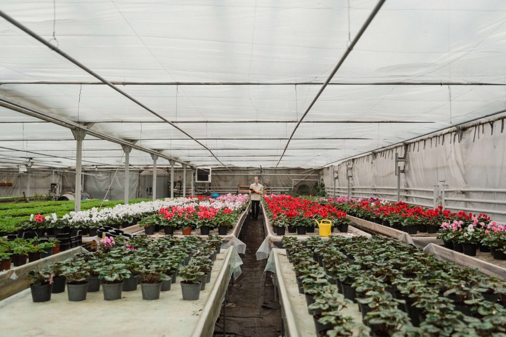 types-of-raised-bed-greenhouses