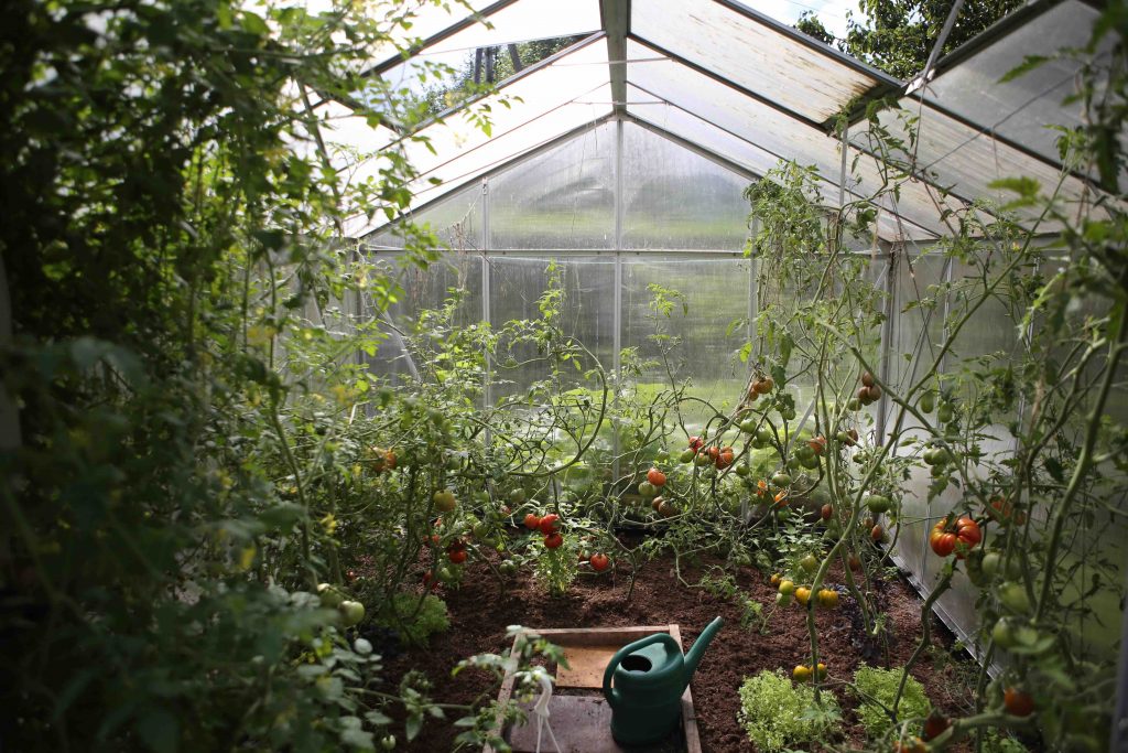 what-is-good-to-grow-in-an-unheated-greenhouse