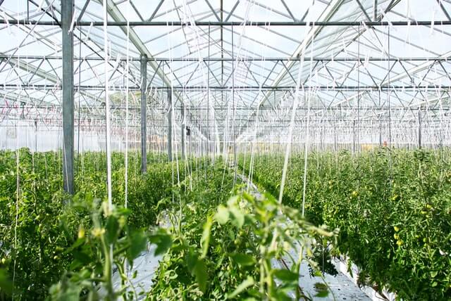 what-temperature-is-too-hot-and-what-is-ideal-for-a-greenhouse