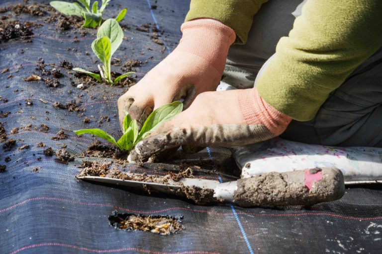 plant-heating-mats-what-you-need-to-know