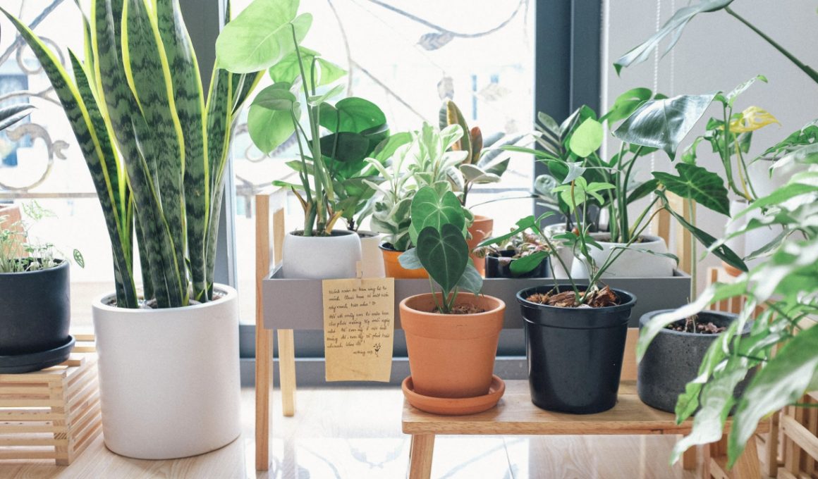 the-benefits-of-getting-an-indoor-greenhouse