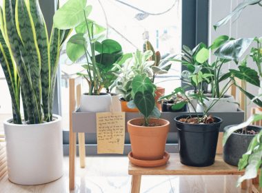 the-benefits-of-getting-an-indoor-greenhouse