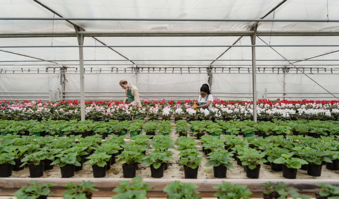 Is-Greenhouse-Shelving-Worth-It