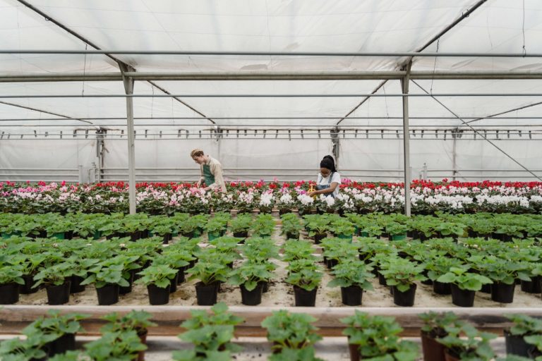 Is-Greenhouse-Shelving-Worth-It