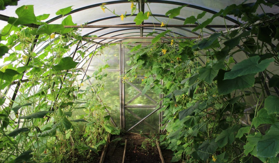 how-to-build-a-greenhouse-step-by-step
