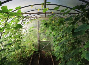 how-to-build-a-greenhouse-step-by-step