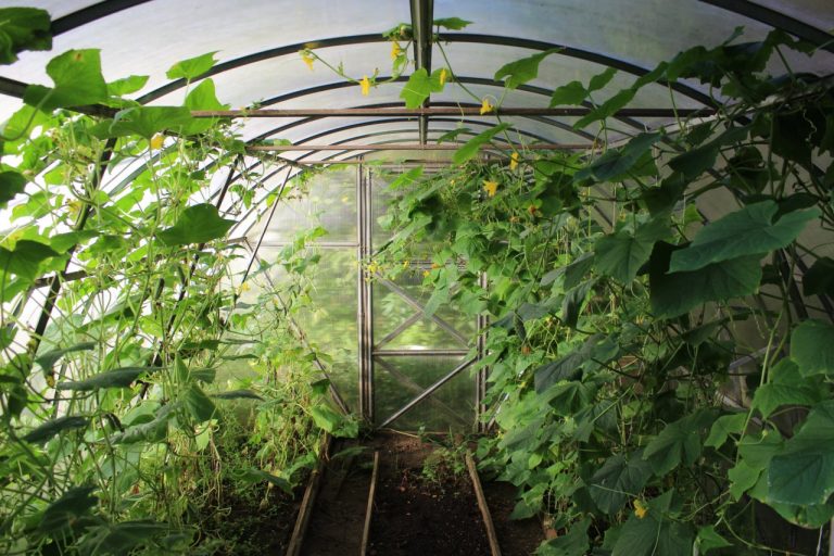 how-to-build-a-greenhouse-step-by-step